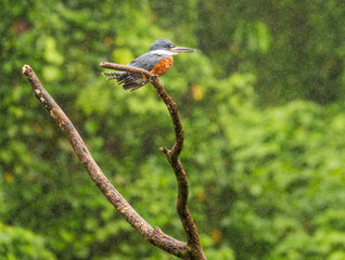 Obraz premium Ringed Kingfisher in Costa Rica perched on dead tree branch seen through drizzle and rain in the rainforest