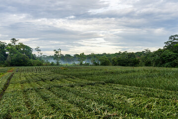 Obraz premium A pineapple farm in Costa Rica shows many rows of pineapple plants growing under the sun in open land.