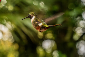 Obraz premium Magenta-throated woodstar hummingbird hovering in flight in rain forest of Costa Rica