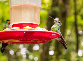 Obraz premium Two hummingbirds feeding on a red feeder in rain forest of Costa Rica. One is the Green crowned Brilliant bird