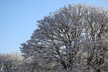 Snow-laden branches reach toward a vivid blue sky, capturing a calm winter moment. Frosty textures and a serene atmosphere evoke quiet outdoor beauty and seasonal charm.Space for text.January 2026