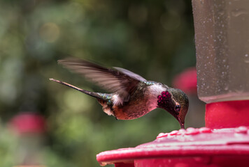 Obraz premium Male Calliope hummingbirds feeding on a red feeder in rain forest of Costa Rica