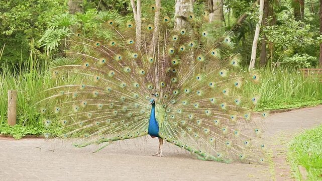 Peacock, a beautiful peacock displaying itself in a small town park in slow motion, natural light, selective focus.