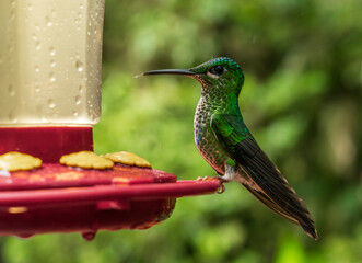 Obraz premium Green crowned brilliant hummingbird feeding on a red feeder in rain forest of Costa Rica