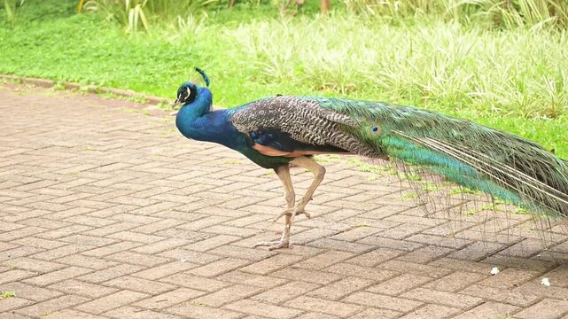 Peacock, a beautiful peacock displaying itself in a small town park in slow motion, natural light, selective focus.