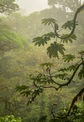Obraz premium Moss and lichen on tree trunk in rainforest of Monteverde in Costa Rica on wet rainy day