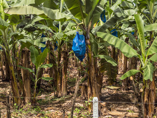 Obraz premium Banana plants stand in rows in Costa Rica with blue bags protecting the fruit before harvest from insect damage