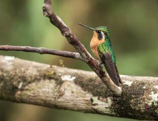 Obraz premium White throated mountain gem hummingbird perched on branch of a tree in rain forest of Costa Rica