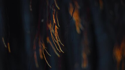 Parts of the tree wave on the wind in a garden at sunset light