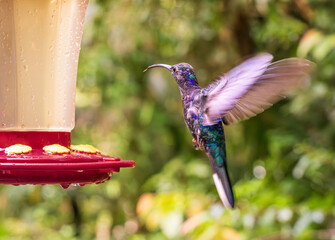 Obraz premium Violet Sabrewing or Campylopterus hemileucurus hummingbird hovering by a red feeder in rain forest of Costa Rica