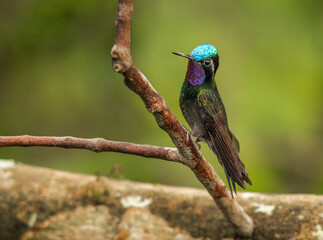 Obraz premium Purple-throated mountaiingem hummingbird perched on branch of a tree in rain forest of Costa Rica