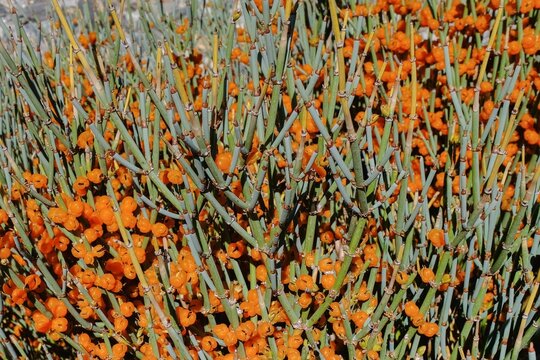 Close-up high-altitude ephedra shrub with orange seed cones in Himalayan landscape near Pangong Lake, Ladakh. 