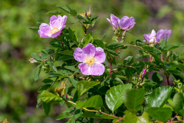 Common Wild Roses Growing Along The Fox River Trail In Wisconsin In SUmmer