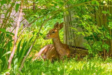 White-tailed Doe Deer Lying Down In The Shade While Pregnant