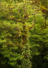 Obraz premium Moss and lichen on tree trunk in rainforest of Monteverde in Costa Rica on wet rainy day