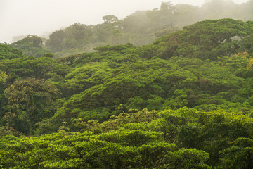 Obraz premium Lush green rainforest landscape on Lake Arenal in Costa Rica with mist and fog hanging over the trees. This tropical scenery and nature background