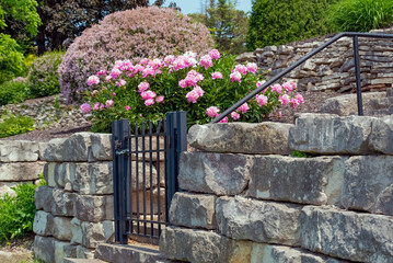 Pink Peonies Growing By The Garden Gate In Summer