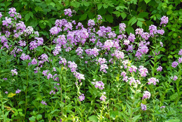 Invasive Dames Rocket Growing Along The Fox River Trail In Wisconsin