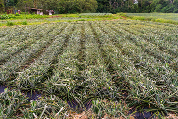 Obraz premium A pineapple farm in Costa Rica shows many rows of pineapple plants growing under the sun in open land.