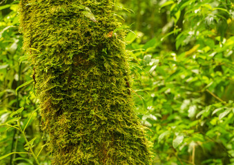 Obraz premium Moss and lichen on tree trunk in rainforest of Monteverde in Costa Rica on wet rainy day