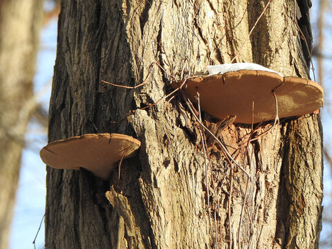 Cracked cap polypore, bracket fungus, growing on a black locust tree trunk. Bombay Hook National Wildlie Refuge, Kent County, Delaware.