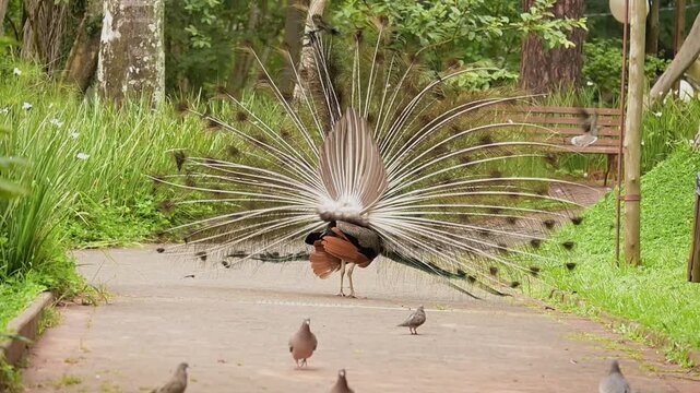 Peacock, a beautiful peacock displaying itself in a small town park in slow motion, natural light, selective focus.