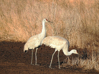 Obraz premium A pair of sandhill cranes enjoying life within the Bombay Hook National Wildlife Refuge, Kent County, Delaware. 