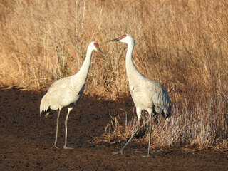 Obraz premium A pair of sandhill cranes enjoying life within the Bombay Hook National Wildlife Refuge, Kent County, Delaware. 