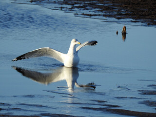 Fototapeta premium A ring-billed gull, with its wings spread open, absorbing the solar heat of the sun. Winter season, Bombay Hook National Wildlife Refuge, Kent County, Delaware. 
