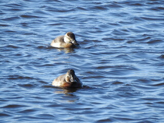 Fototapeta premium A pair of female, ruddy ducks, swimming within the wetland waters of the Bombay Hook National Wildlife Refuge, Kent County, Delaware.