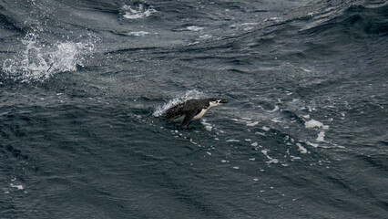 Fototapeta premium Chinstrap Penguin Jumping and Porpoising Ocean Incredible Action Splashing Water in Antarctica. Jumps Out of Water