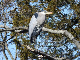 Obraz premium A great blue heron, enjoying a cold winter day, within the wetlands of the Bombay Hook National Wildlife Refuge, Kent County, Delaware. 