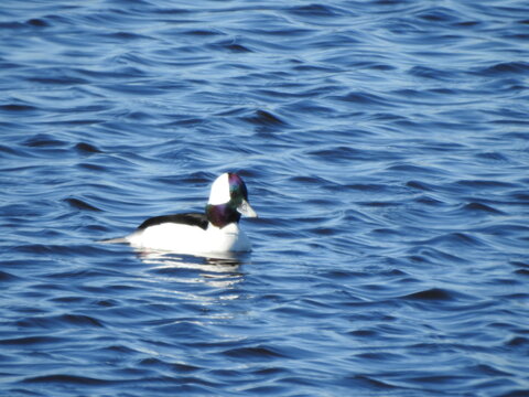 A male, bufflehead duck, swimming within the wetland waters of the Bombay Hook National Wildlife Refuge, Kent County, Delaware. 