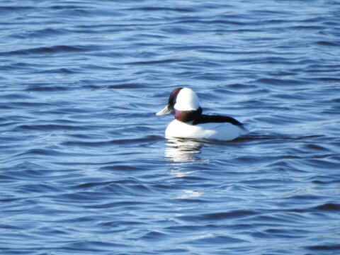 A male, bufflehead duck, swimming within the wetland waters of the Bombay Hook National Wildlife Refuge, Kent County, Delaware. 