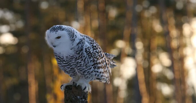 Owl at sunrise. Snowy owl, Bubo scandiacus, perched on old stump with orange sunrays on background. Arctic owl observing surroundings. Beautiful white polar bird with yellow eyes. Winter in wild natur