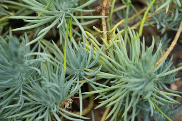 Detailed view of green succulent plants in sunlight showing texture and structure of leaves in a garden setting