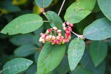 Bunch of red and pink berries growing on a green leafy plant in a garden setting during the summer season
