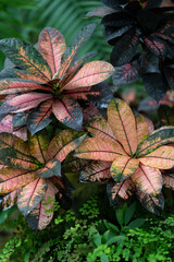Colorful plants display unique leaves in a garden setting during midday sun near a water feature in a tropical location. Vertical photo