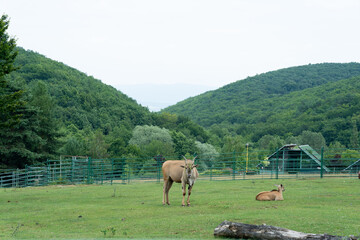 Group of animals in a green field surrounded by hills during daytime