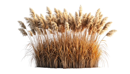 Digitally created cluster of tall, golden-brown grass with feathery plumes