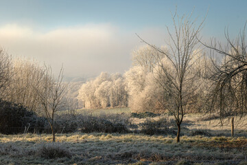 Obraz premium Frost-covered trees in a quiet rural meadow on a cold winter morning, illuminated by soft sunlight under a pale blue sky with light mist in the background.