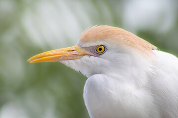 Obraz premium Western Cattle-Egret close-up