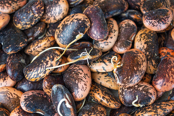 Close-up of sprouting heirloom beans with varied patterns and colors