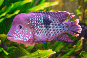 Colorful fish with vibrant patterns swimming in freshwater aquarium