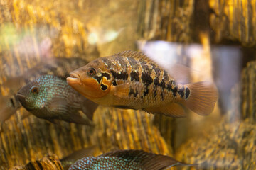 Colorful cichlid fish swimming in aquarium with natural rocks