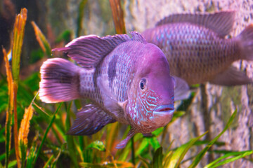 Purple cichlid swimming in vibrant aquatic habitat