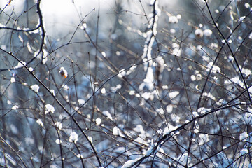 Winter branches covered in snow in a sunlit forest scene