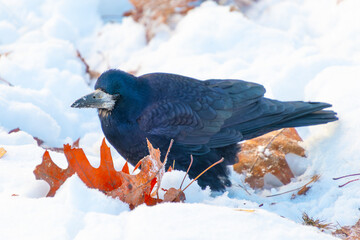 The rook on snowy ground with autumn leaves in winter light