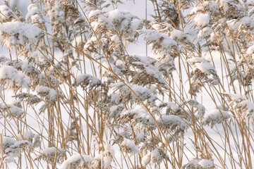 Snow-covered reeds in winter field under soft sunlight