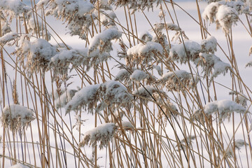 Snow-covered winter reeds against serene frozen lake landscape